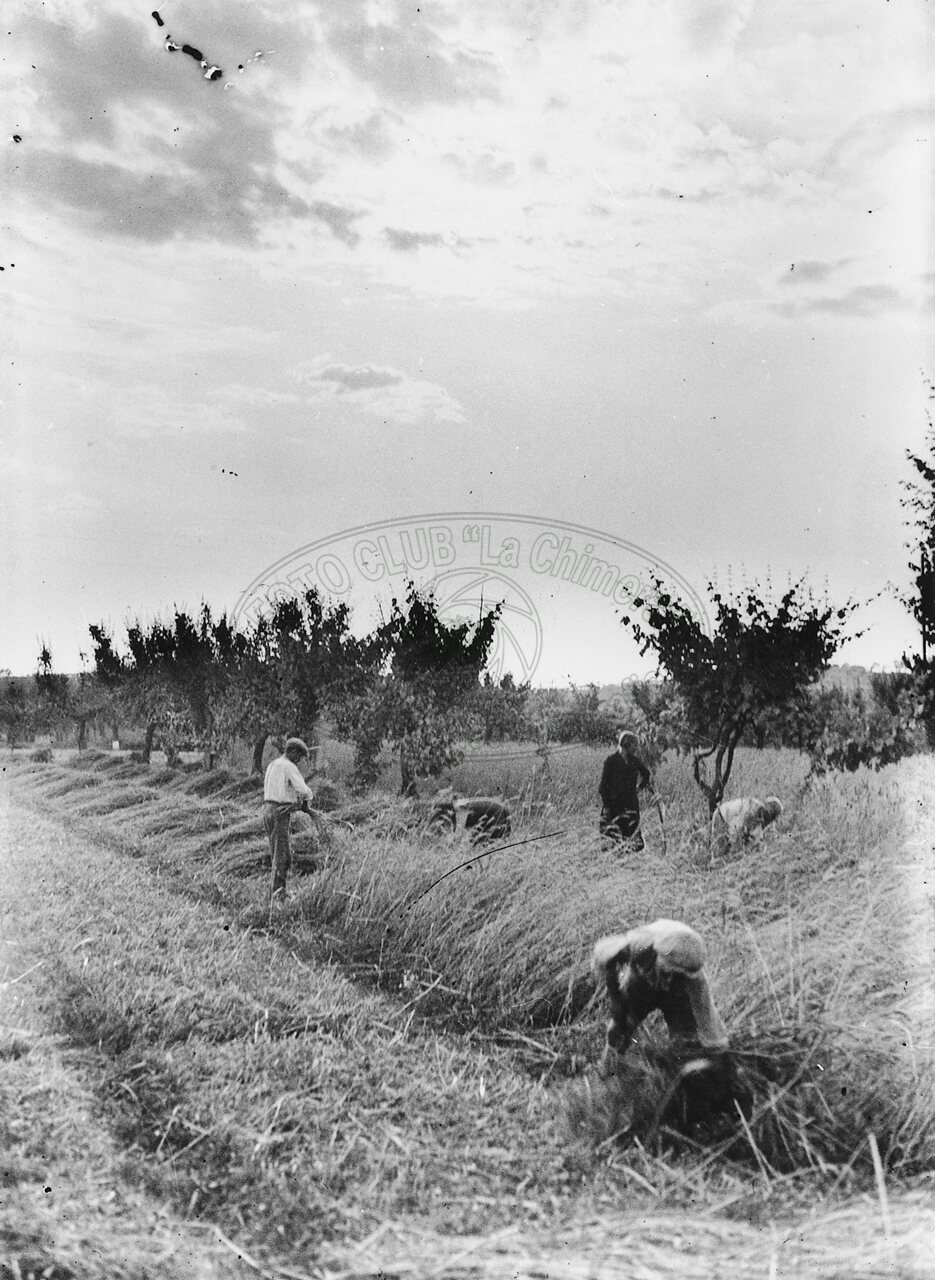 Mietitura del grano