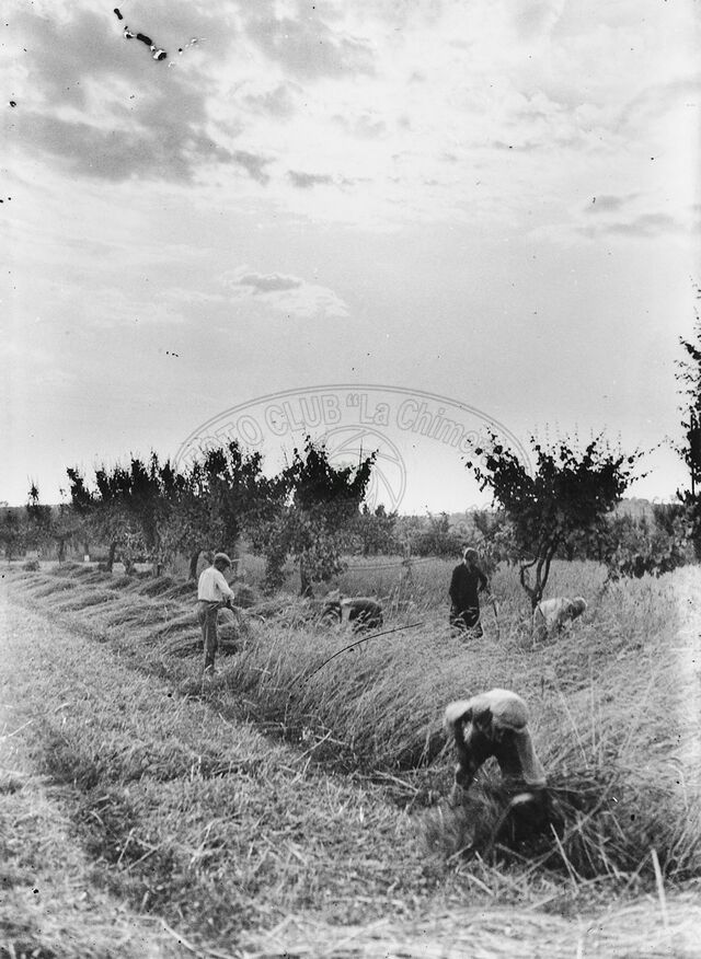 Mietitura del grano