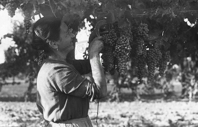 Podere sperimentale
