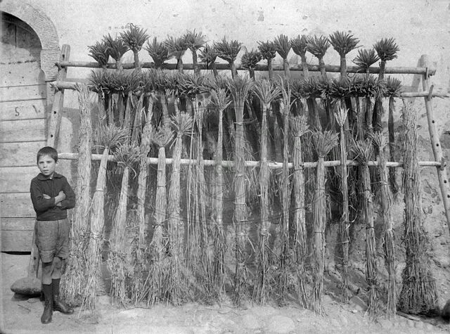 Produzione agraria