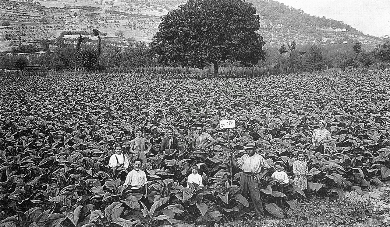 Campo di tabacco