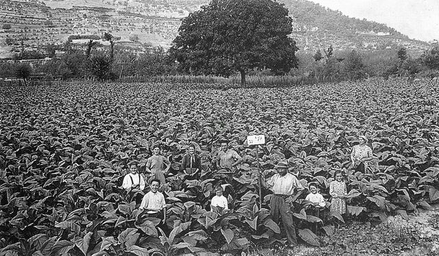 Campo di tabacco