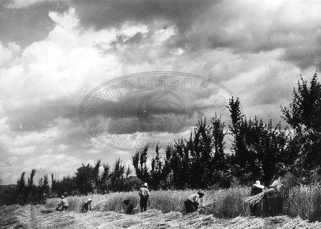 Mietitura del grano