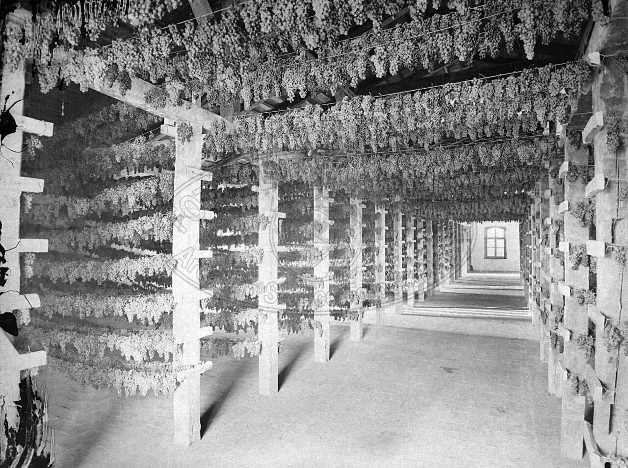Produzione vinicola
