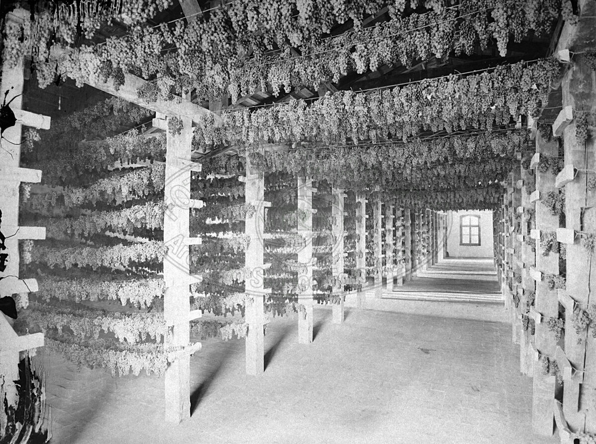 Produzione vinicola