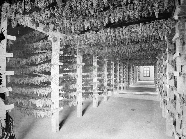 Produzione vinicola