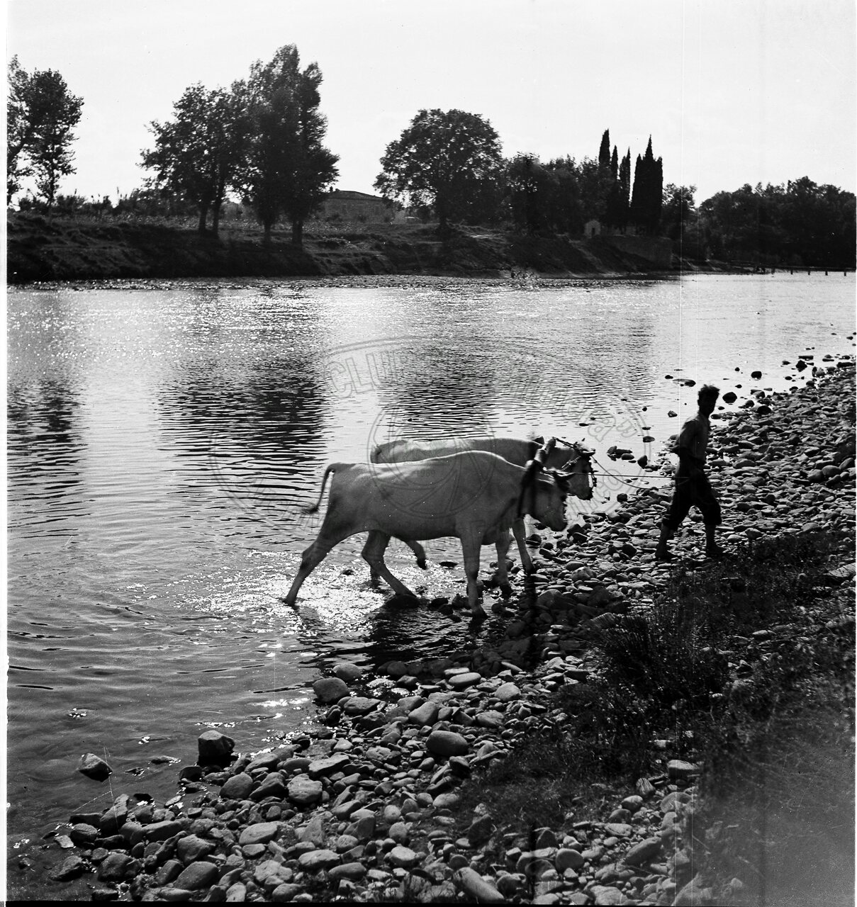 Abbeverata in Arno