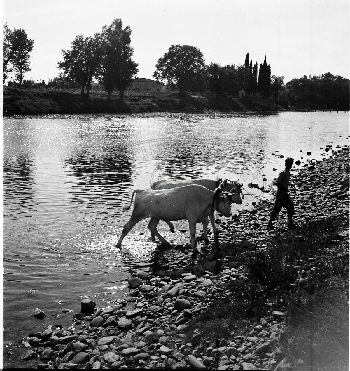 Abbeverata in Arno