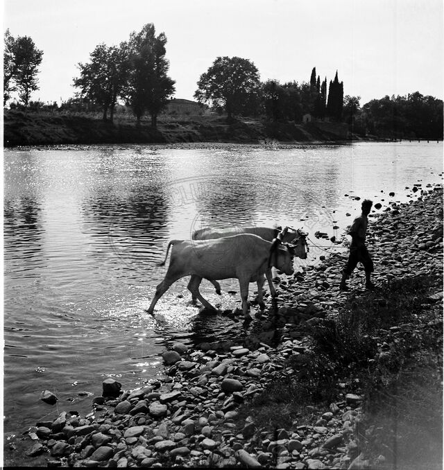 Abbeverata in Arno