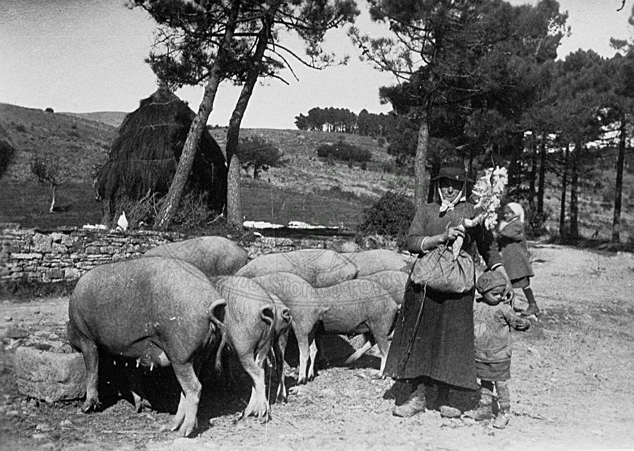 Guardiana di porci