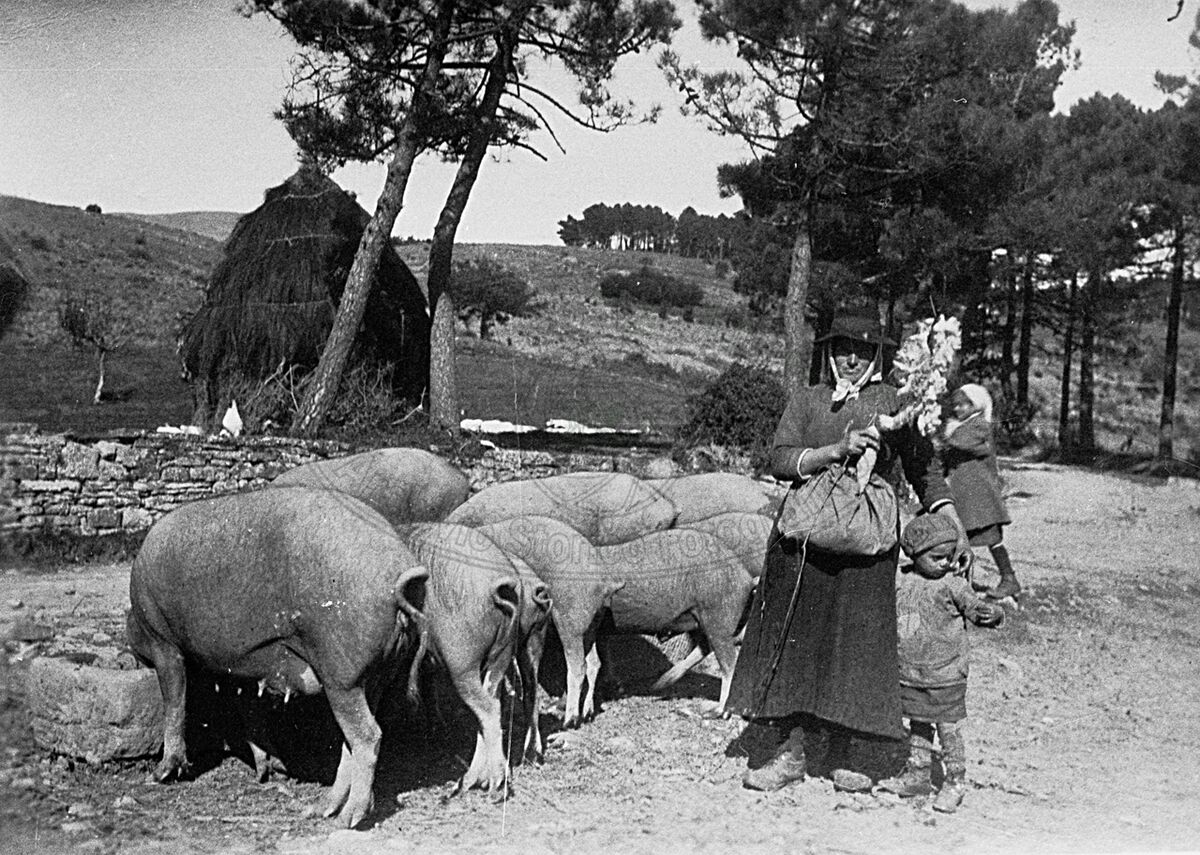 Guardiana di porci