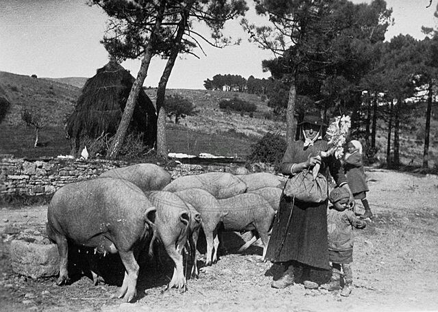 Guardiana di porci