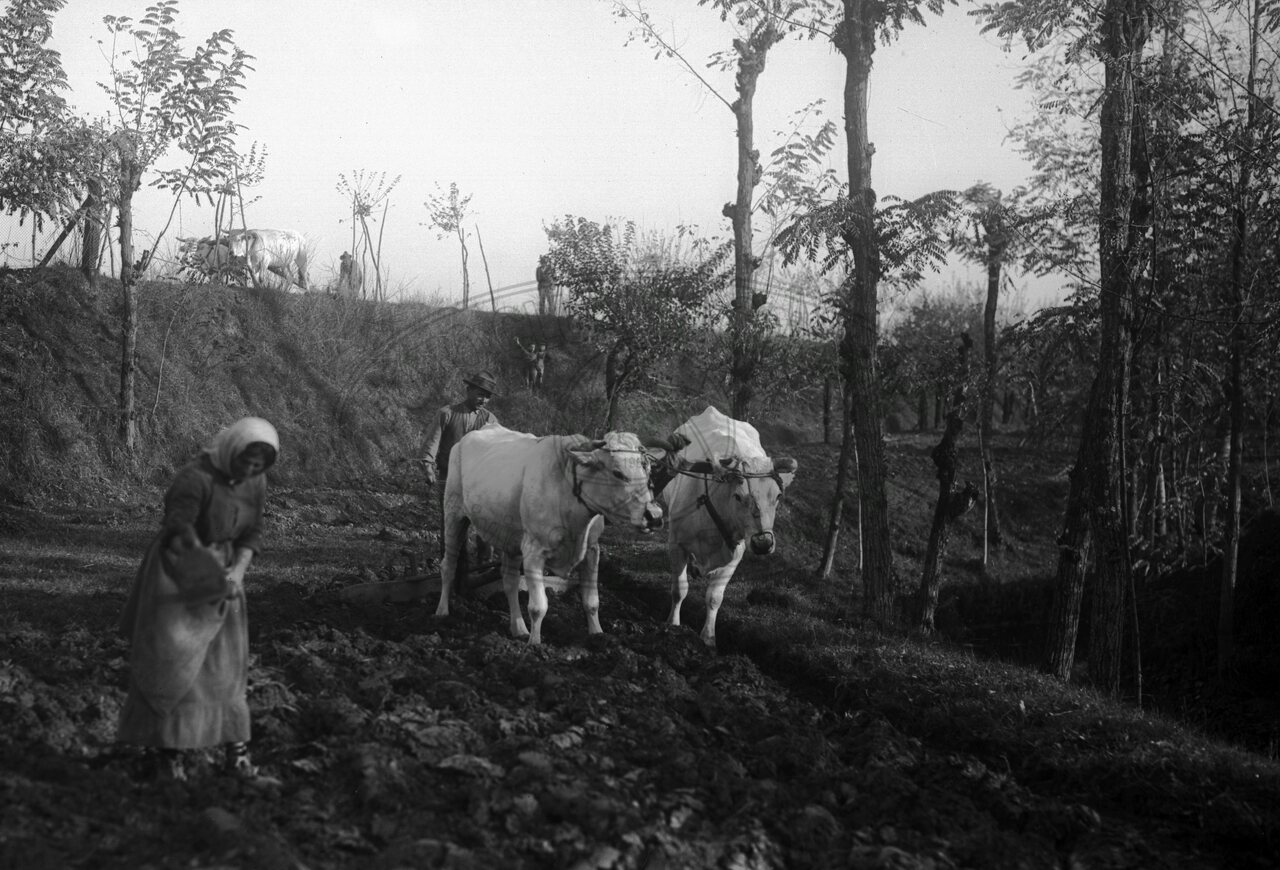 L’aratura