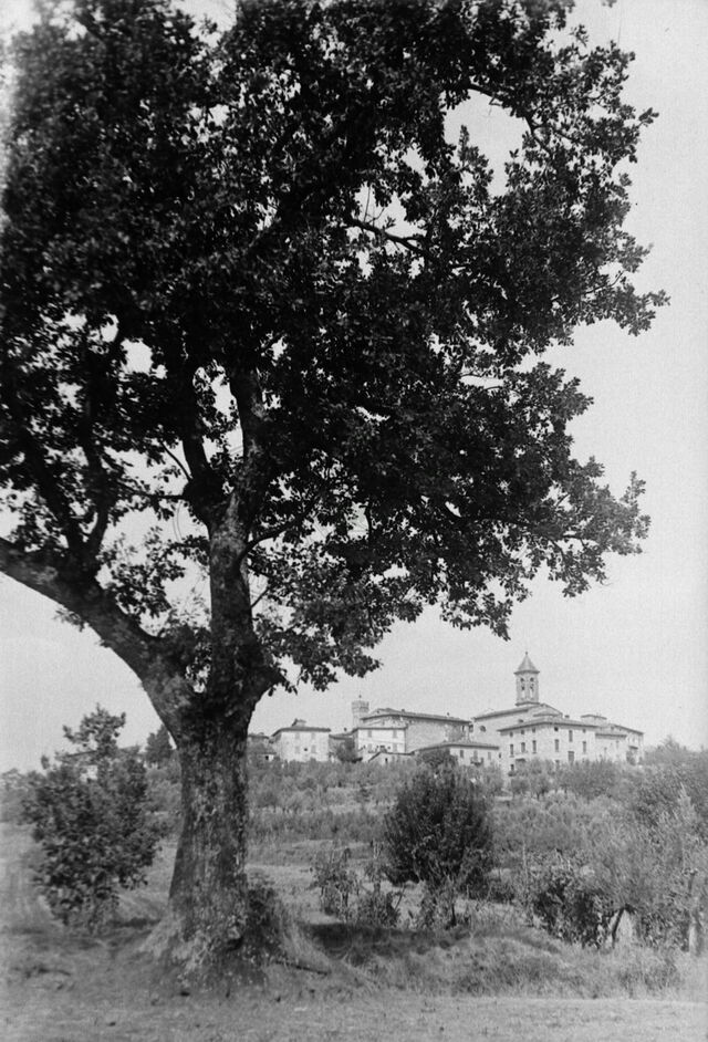 Grande quercia