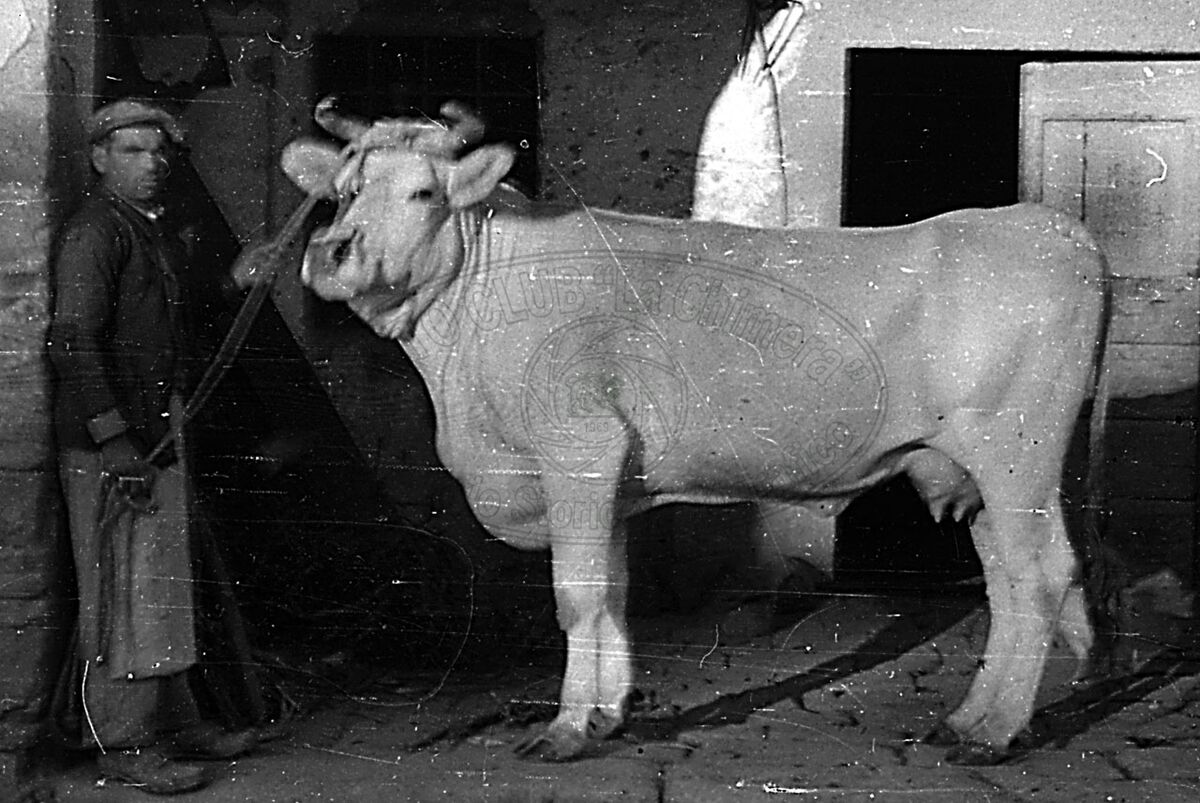 Razza chianina