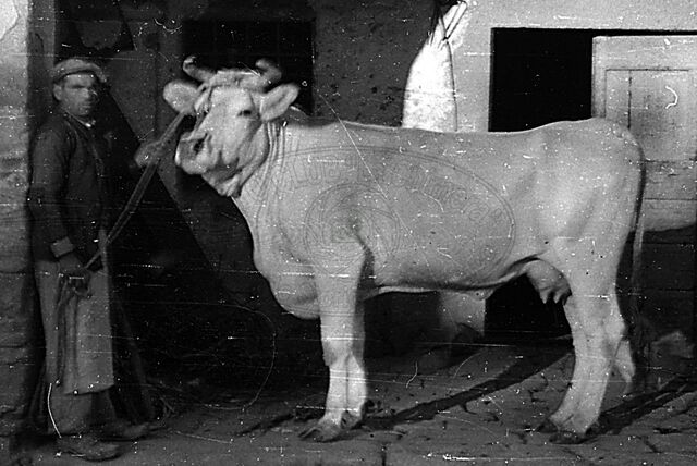 Razza chianina
