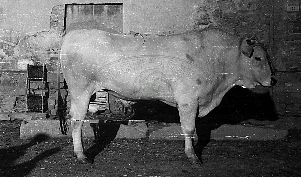 Razza chianina