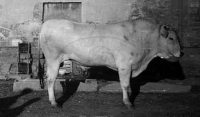 Razza chianina