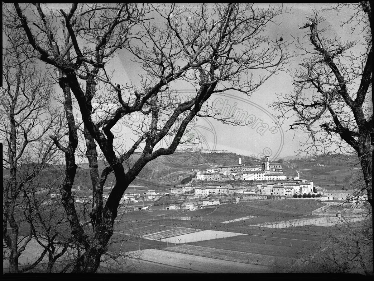 Panorama tra gli alberi