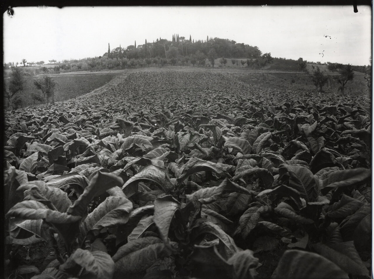 Produzione tabacco