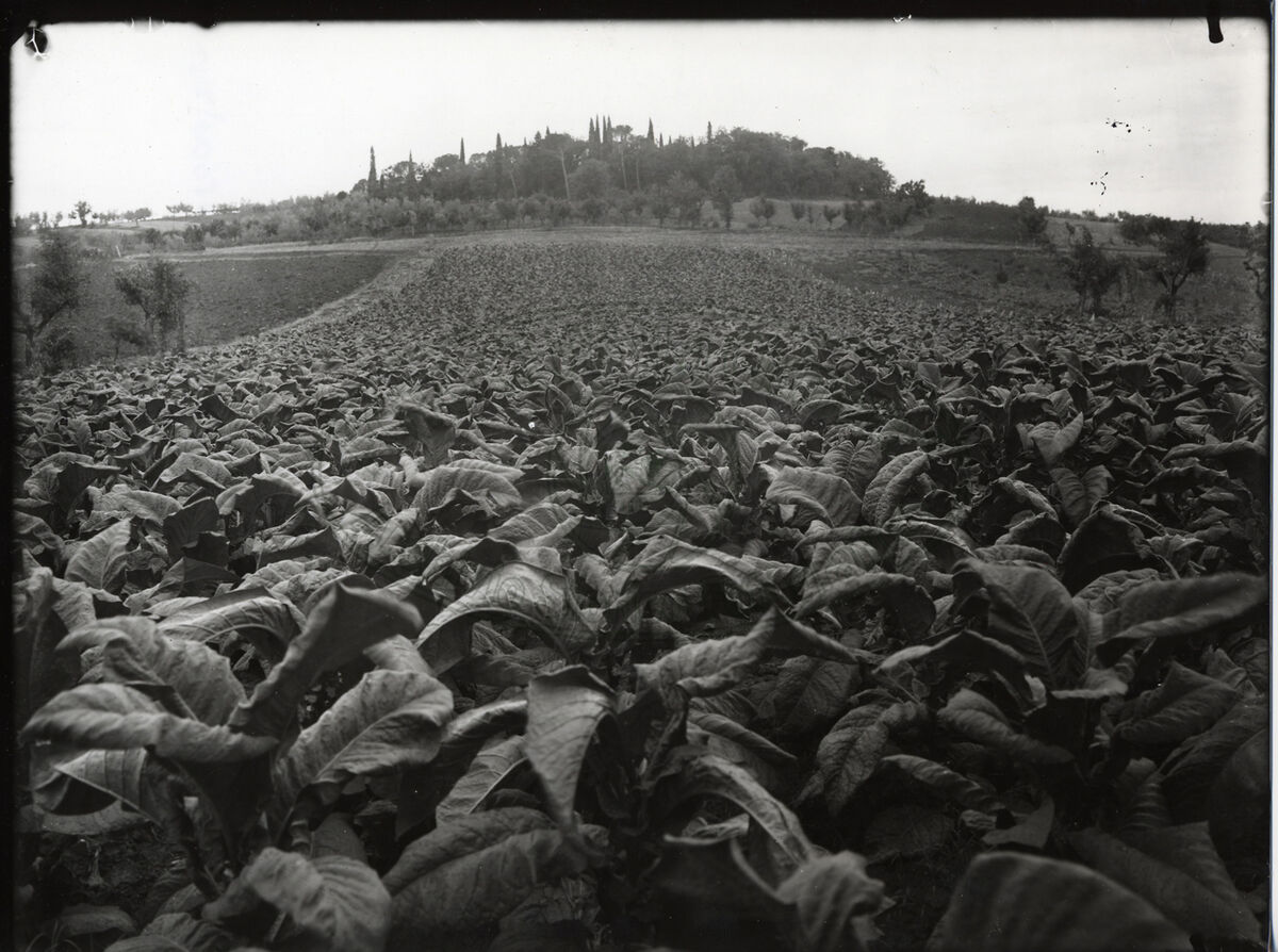 Produzione tabacco