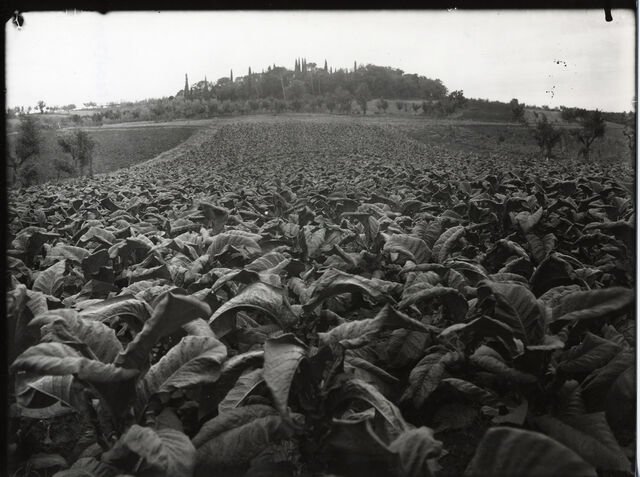 Produzione tabacco