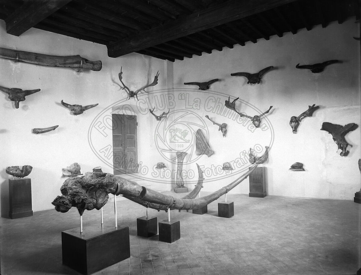 Museo paleontologico