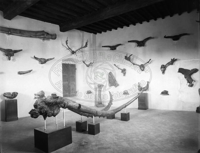 Museo paleontologico