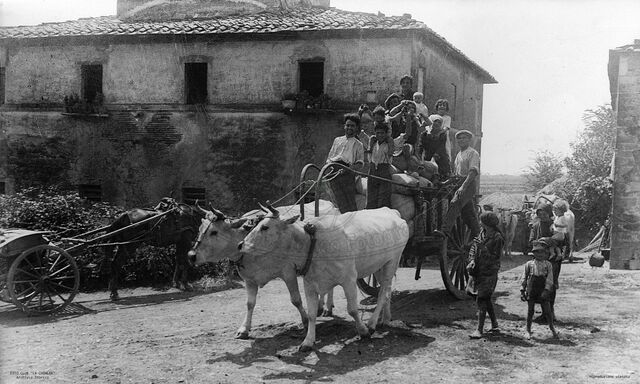 Trasporto del grano trebbiato