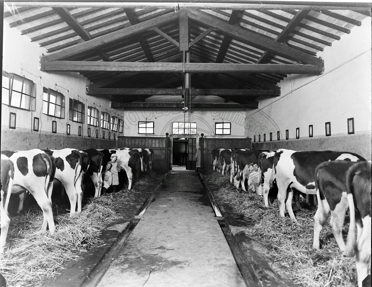 Sansepolcro Fattoria Di Grignano Una Stalla Di Mucche