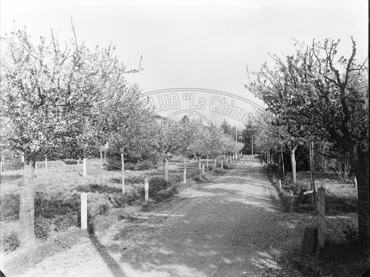 Arezzo Manicomio Viale