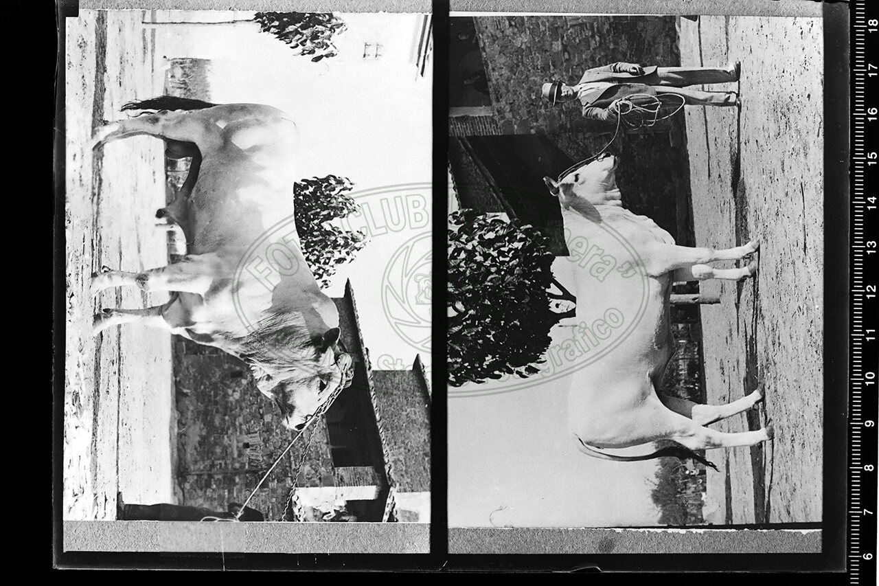 S Caterina Cortona Tenuta S Caterina Riproduzioni Foto Tori