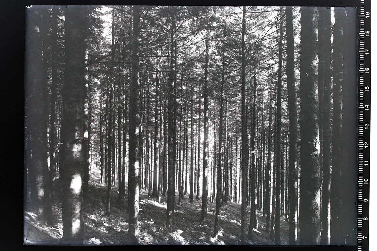 Camaldoli veduta della foresta