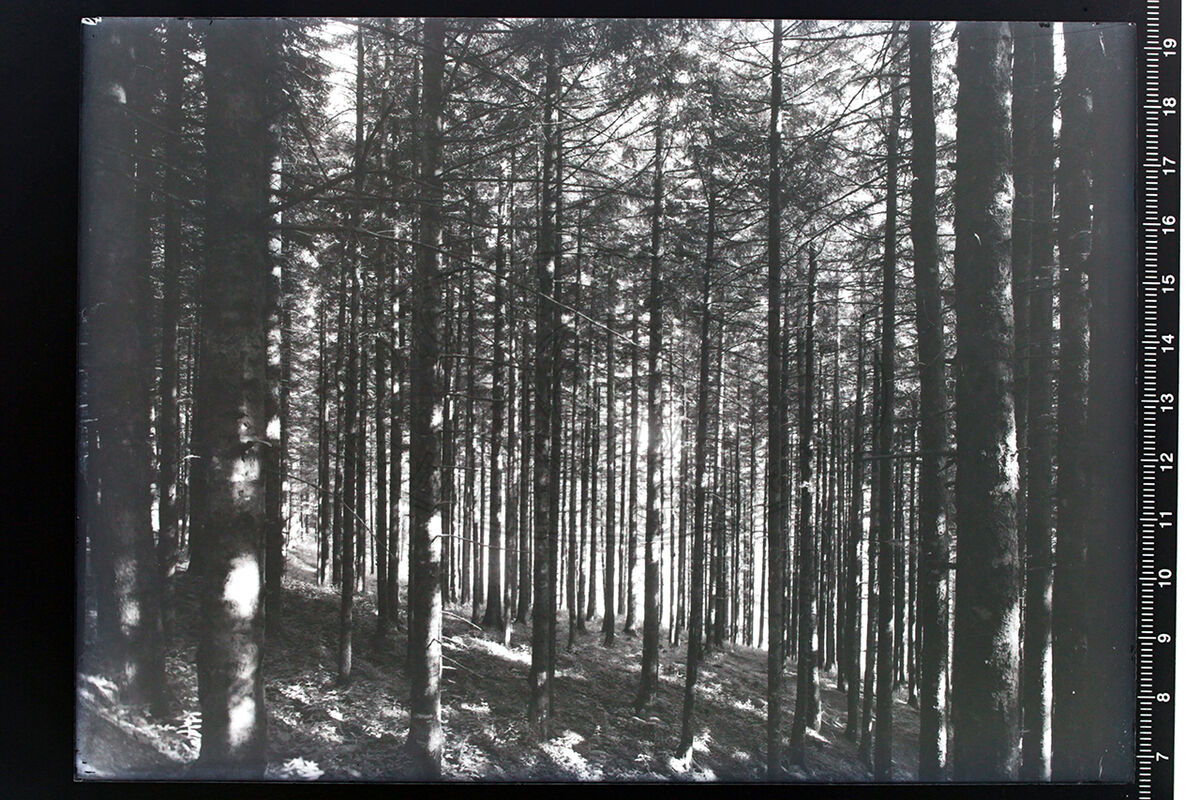 Camaldoli veduta della foresta